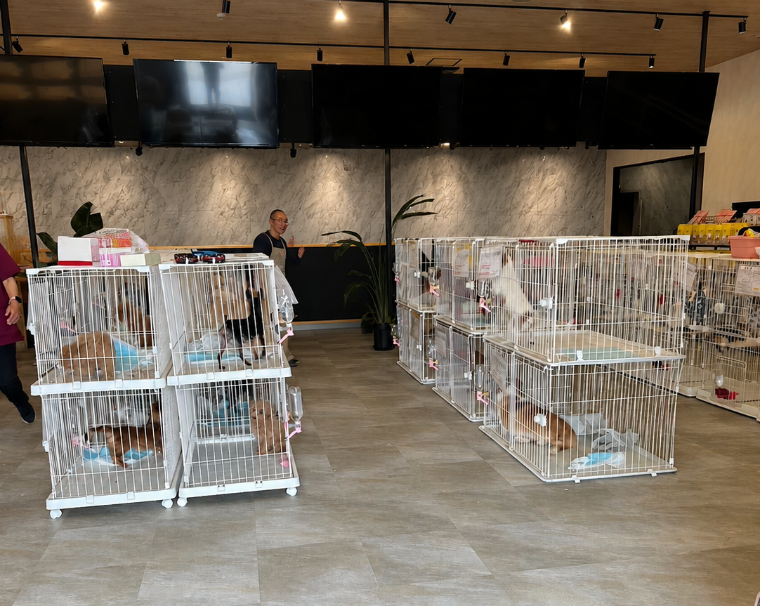 保護犬活動
