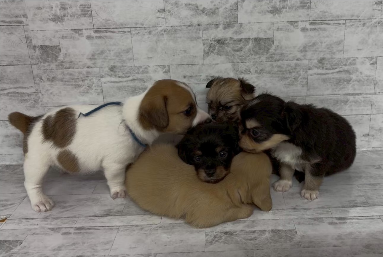 犬種画像